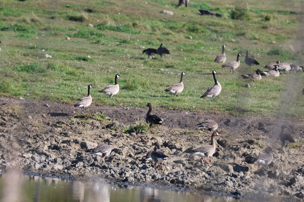 Greater White-fronted Goose - ML642252665