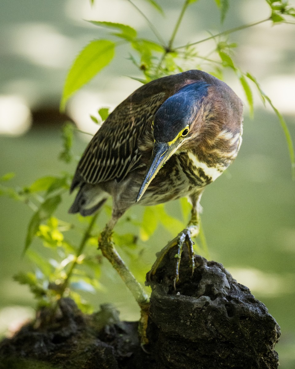 Green Heron - ML642252679