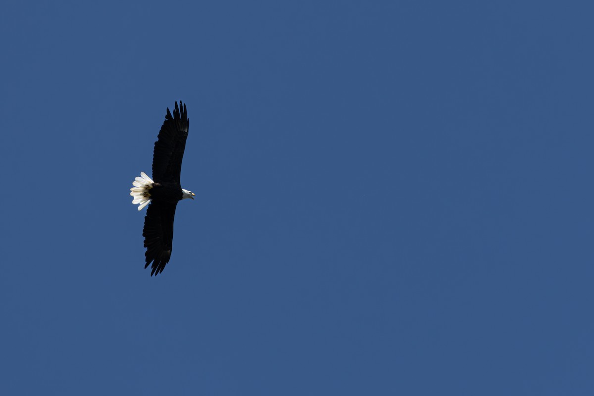 Bald Eagle - ML642252681