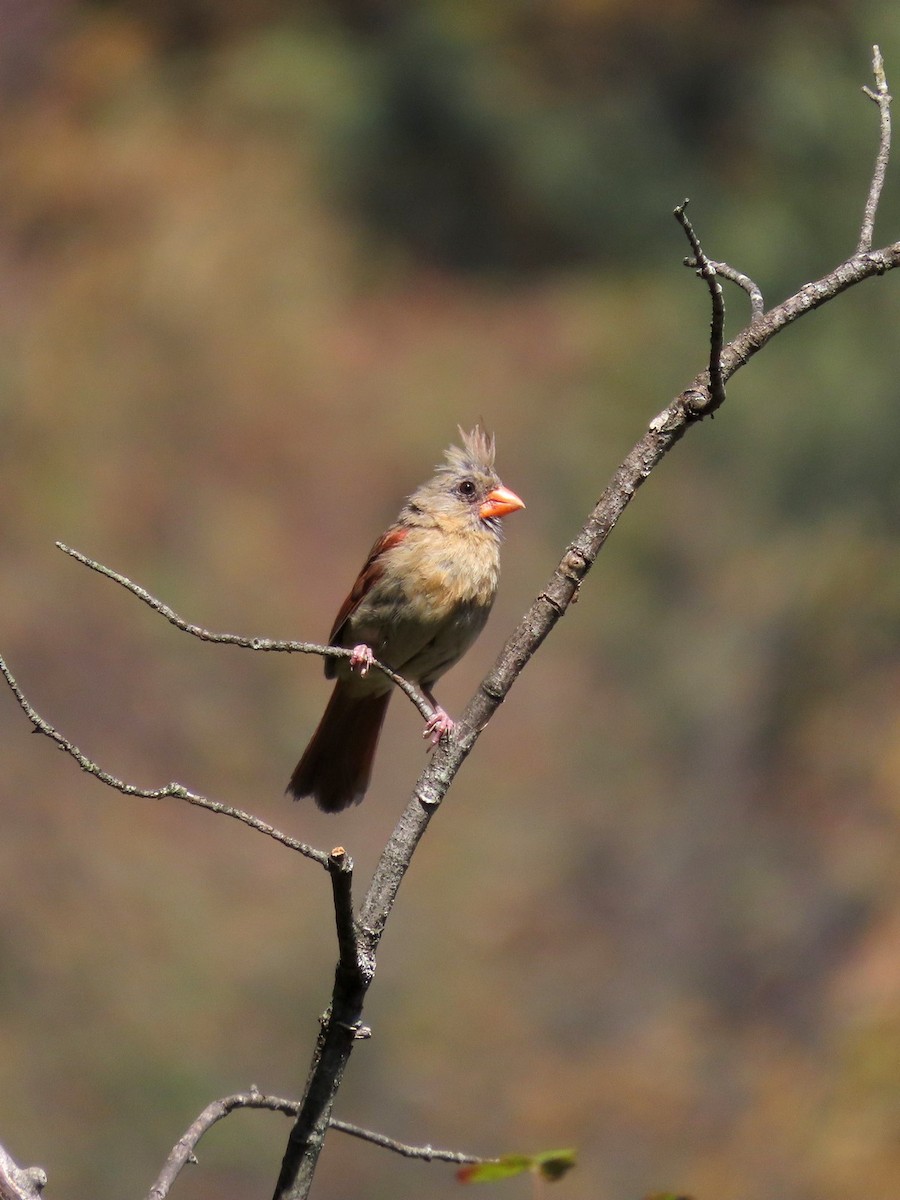 ショウジョウコウカンチョウ - ML642252691