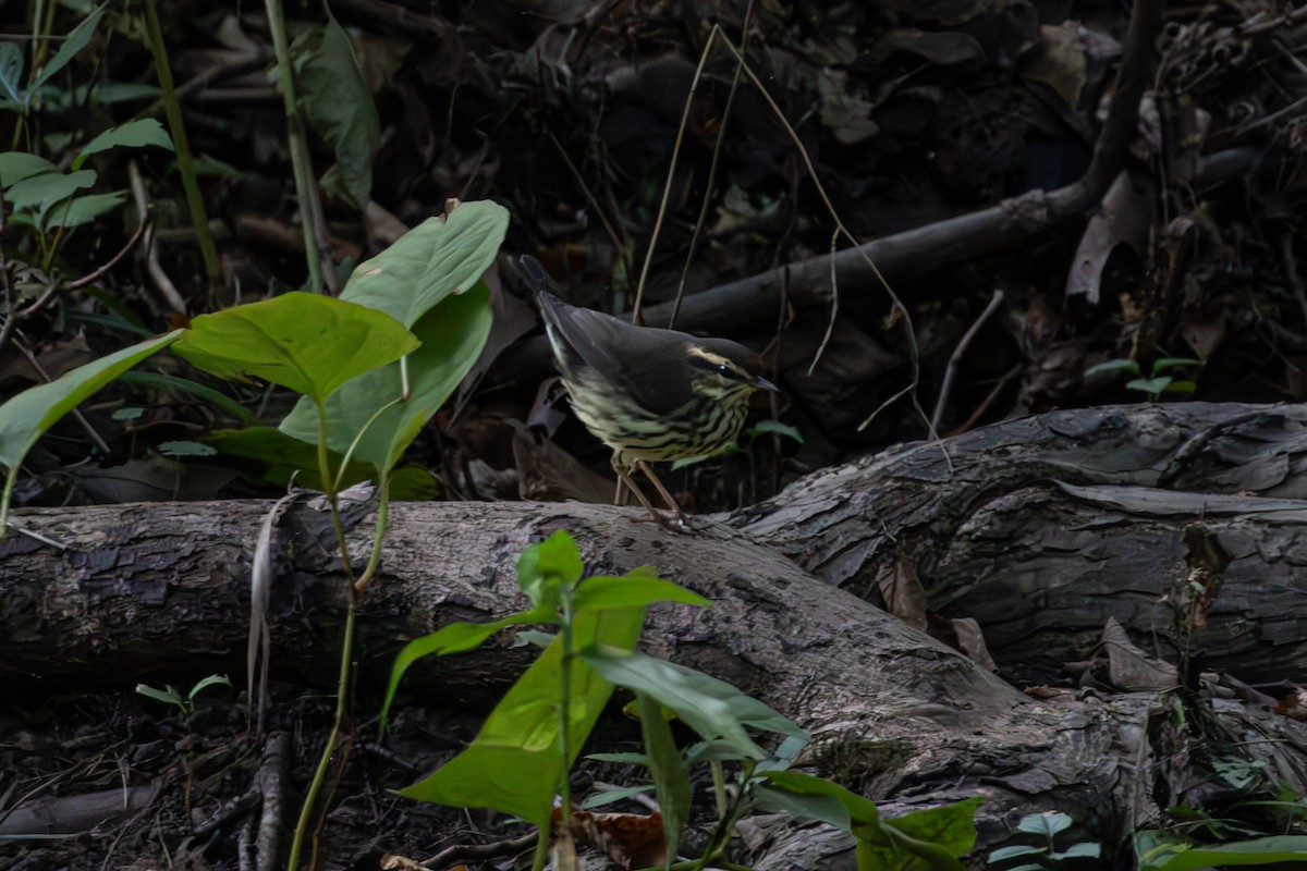 Northern Waterthrush - ML642252710