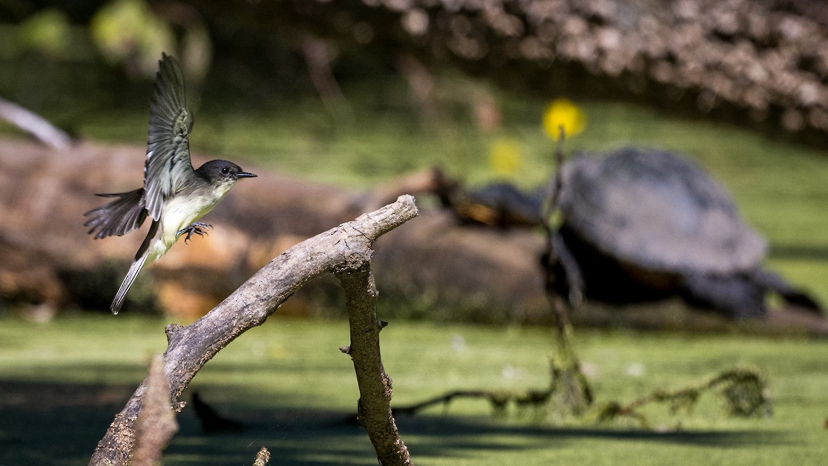 Eastern Phoebe - ML642252712