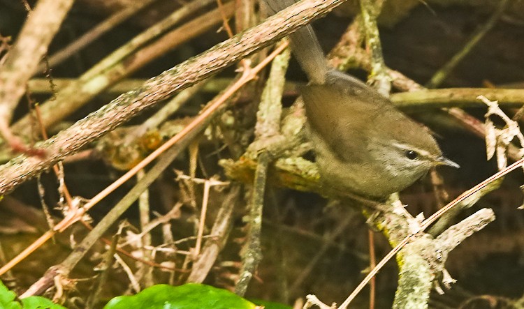 Aberrant Bush Warbler (Sunda) - ML642252718