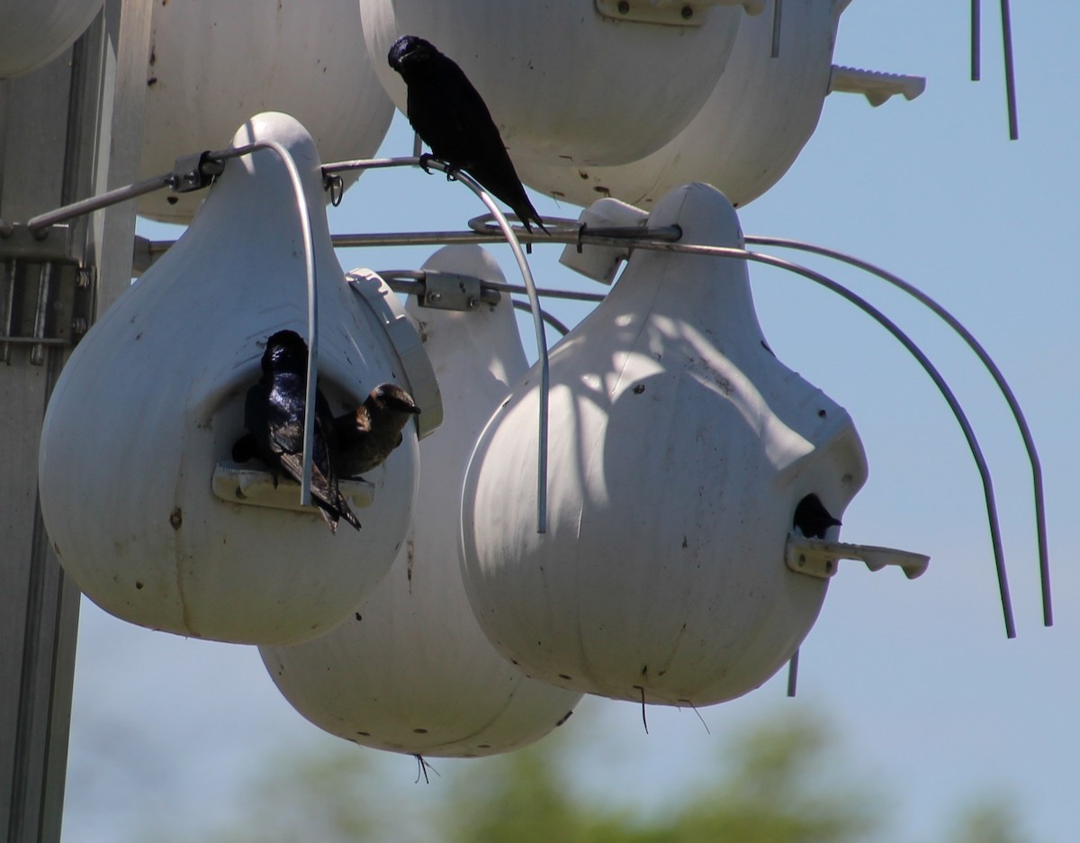 Purple Martin - ML642252720