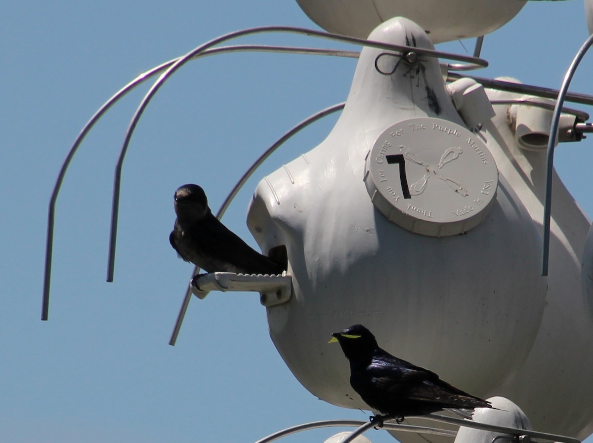 Purple Martin - ML642252745