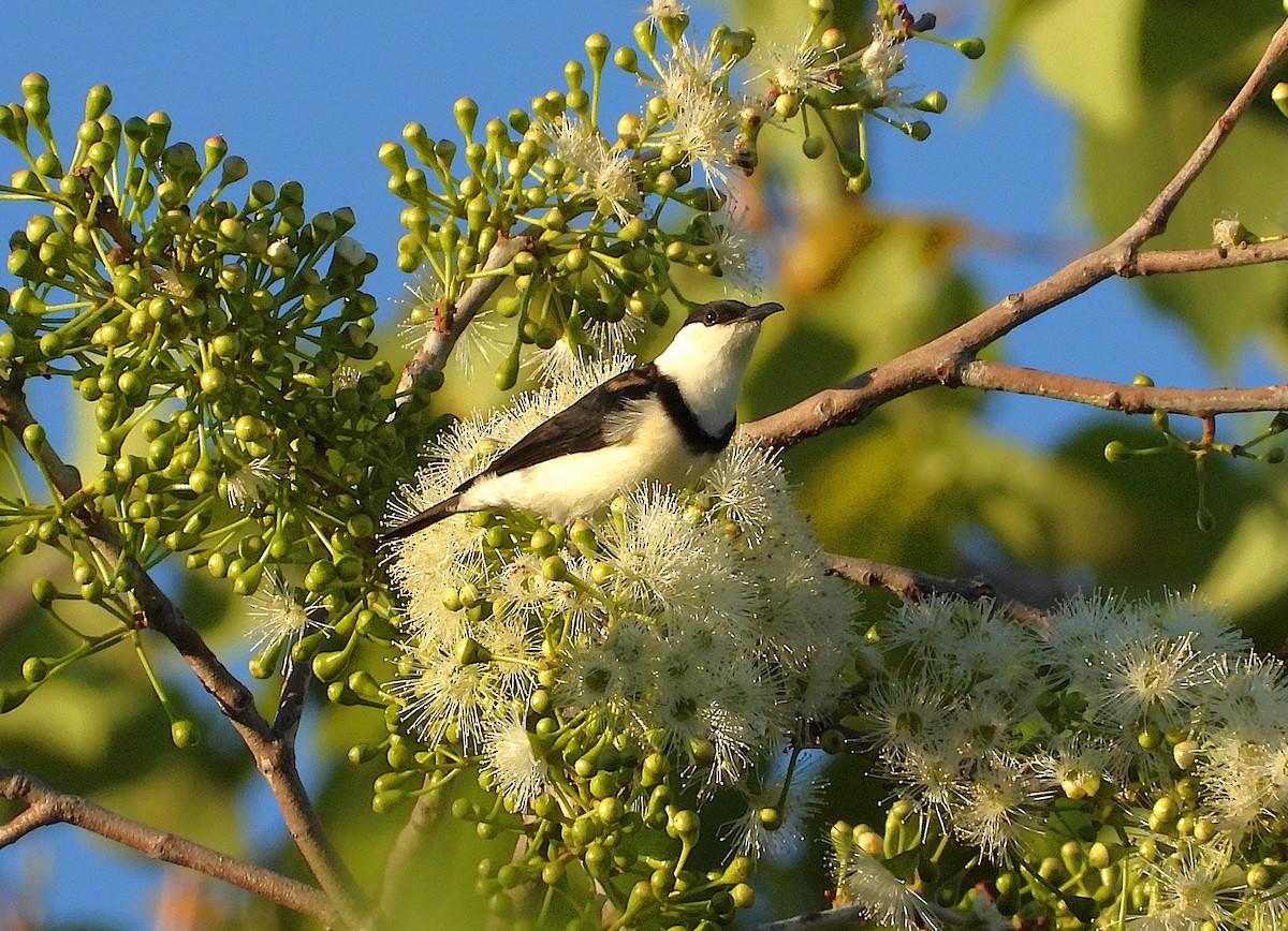 Banded Honeyeater - ML642252753