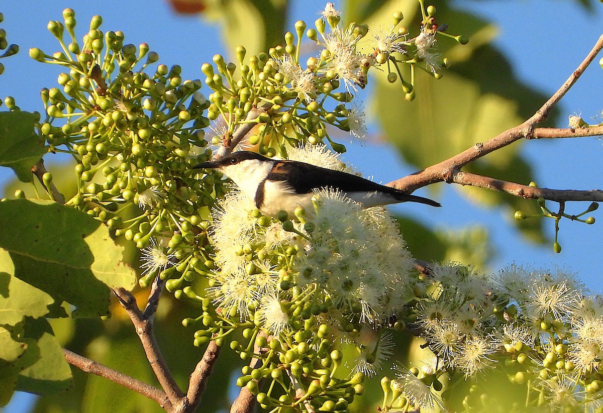 Banded Honeyeater - ML642252758