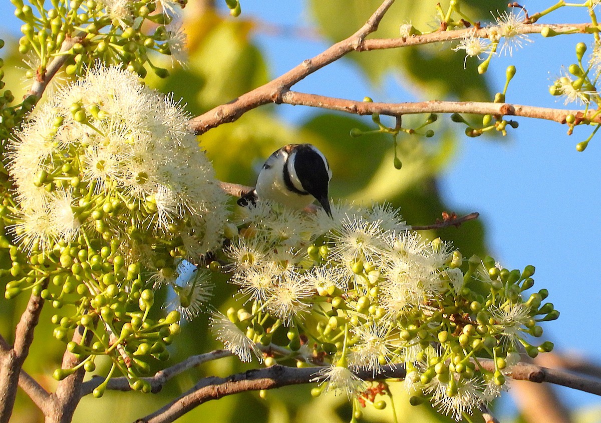 Banded Honeyeater - ML642252764