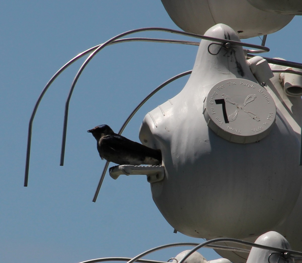 Purple Martin - ML642252776
