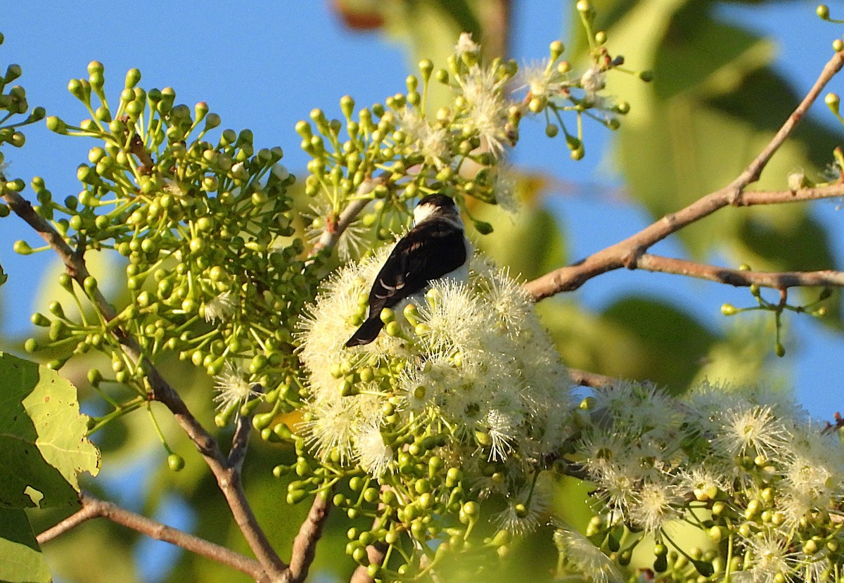 Banded Honeyeater - ML642252779