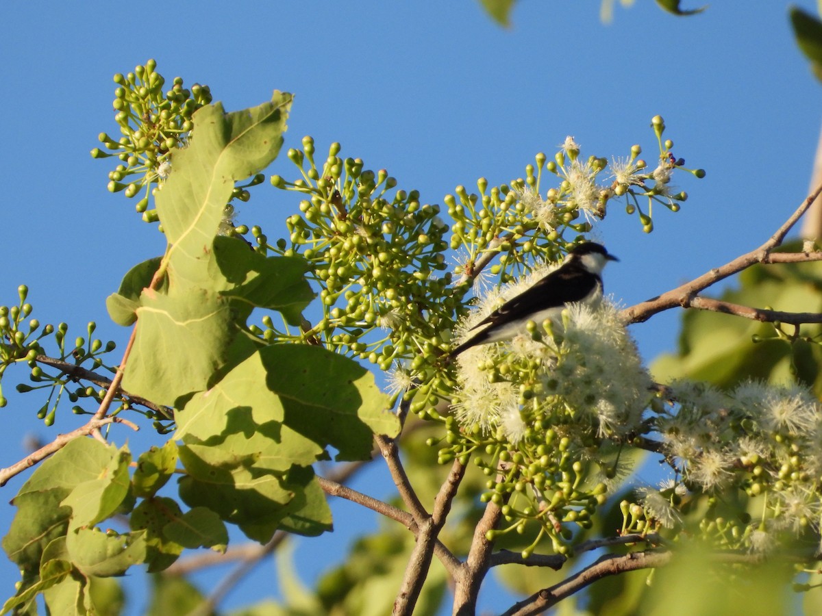 Banded Honeyeater - ML642252782