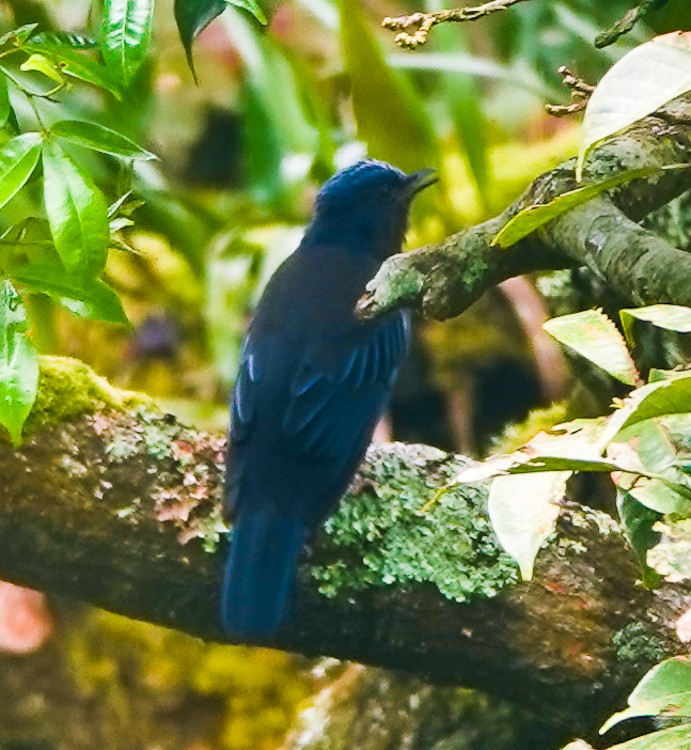 Sundaschnäpperdrossel - ML642252783