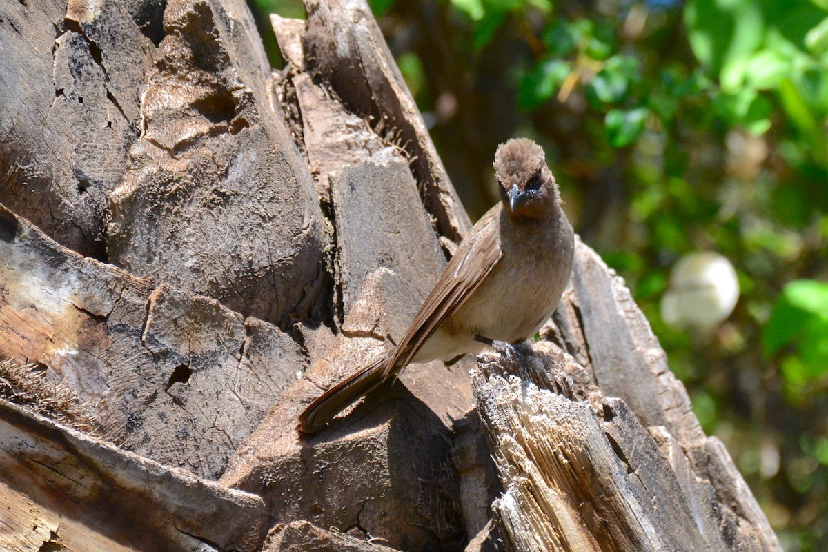 Common Bulbul - ML642252785