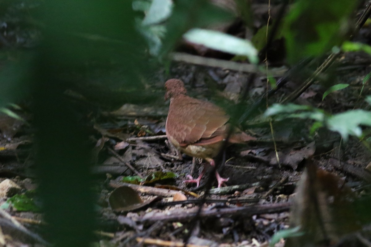 Ruddy Quail-Dove - ML642252787