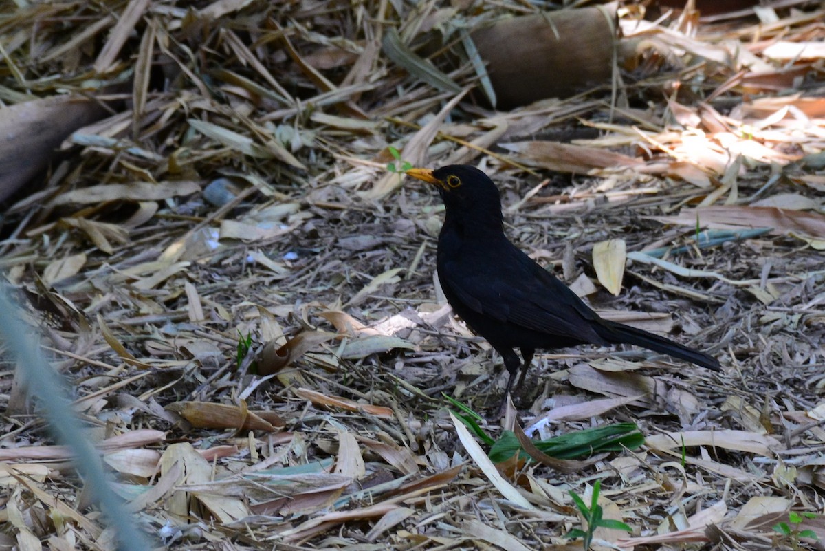 Eurasian Blackbird - ML642252790