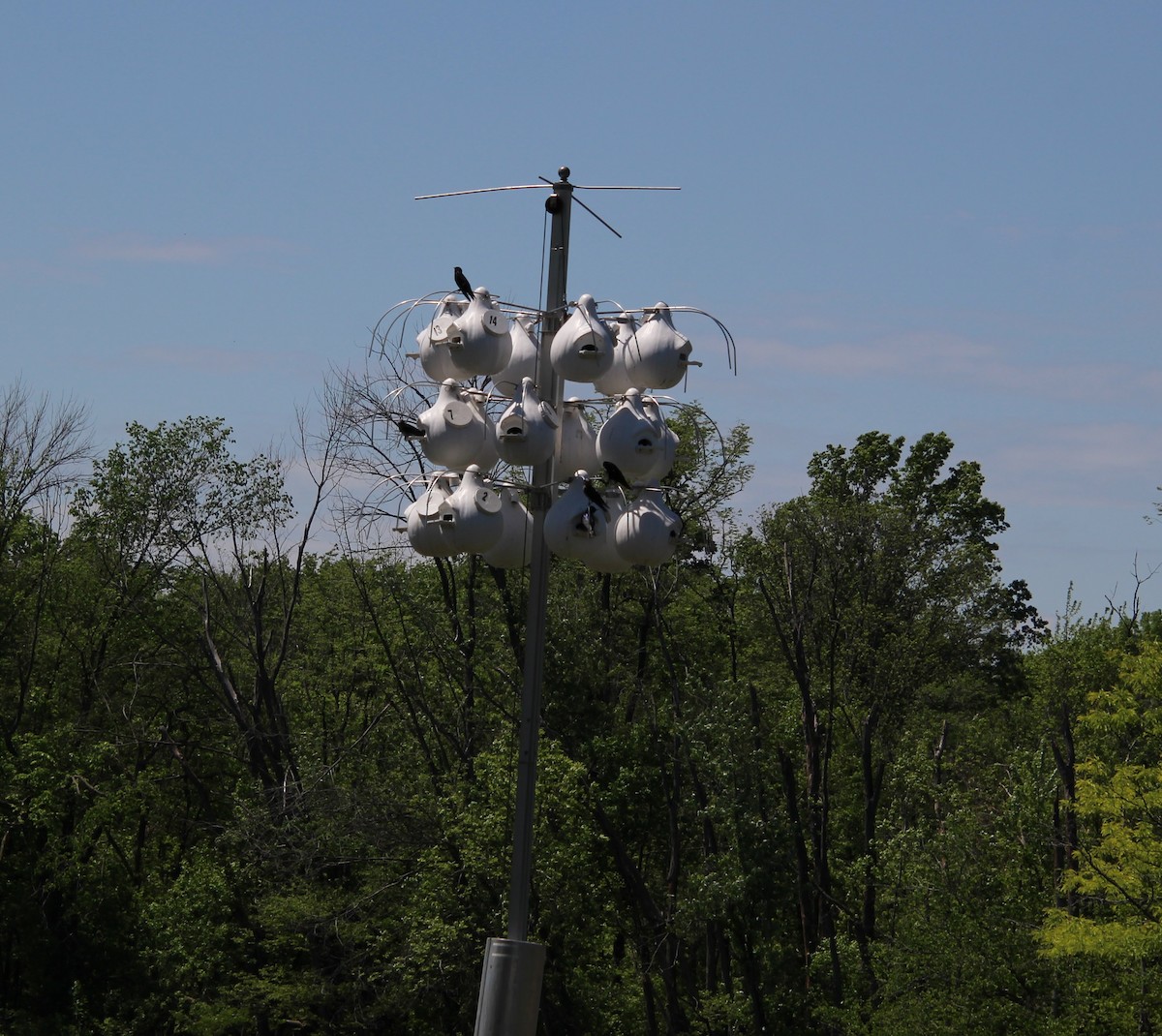 Purple Martin - ML642252792