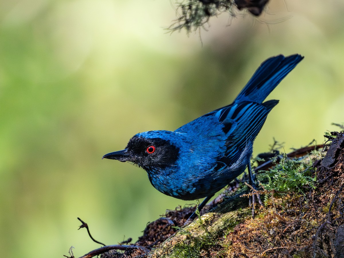 Masked Flowerpiercer - ML642252800