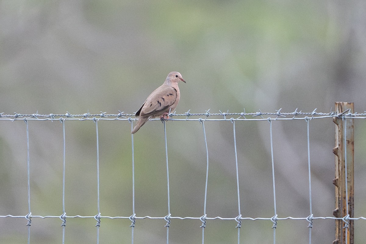 Common Ground Dove - ML642252840