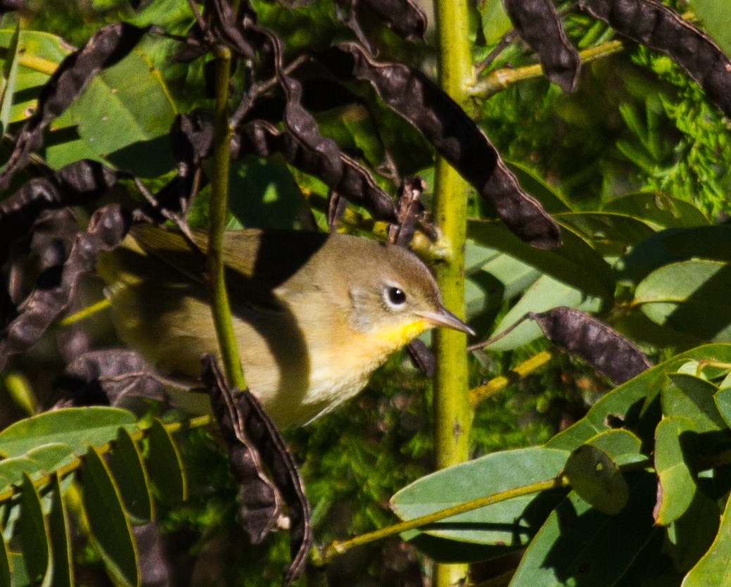 Common Yellowthroat - ML642252847