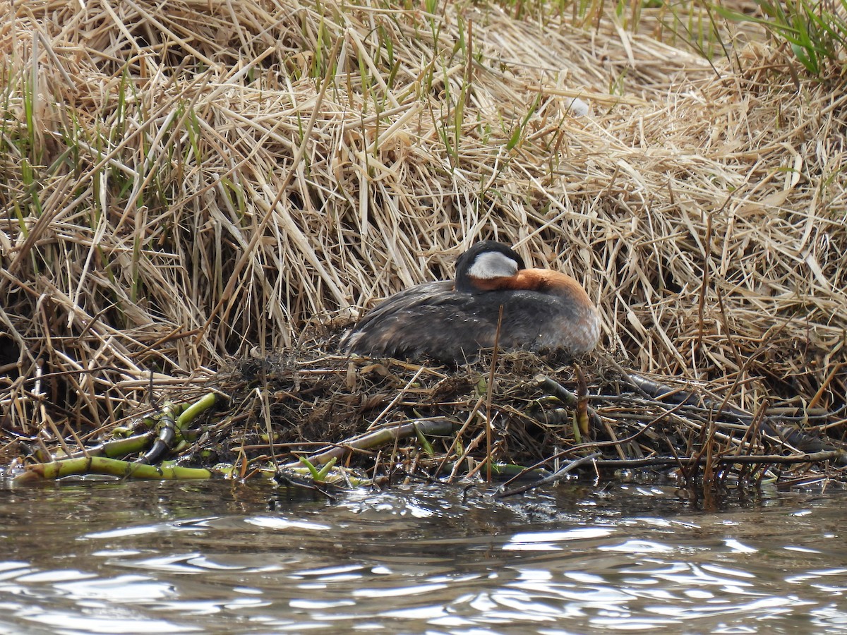 Red-necked Grebe - ML642252916