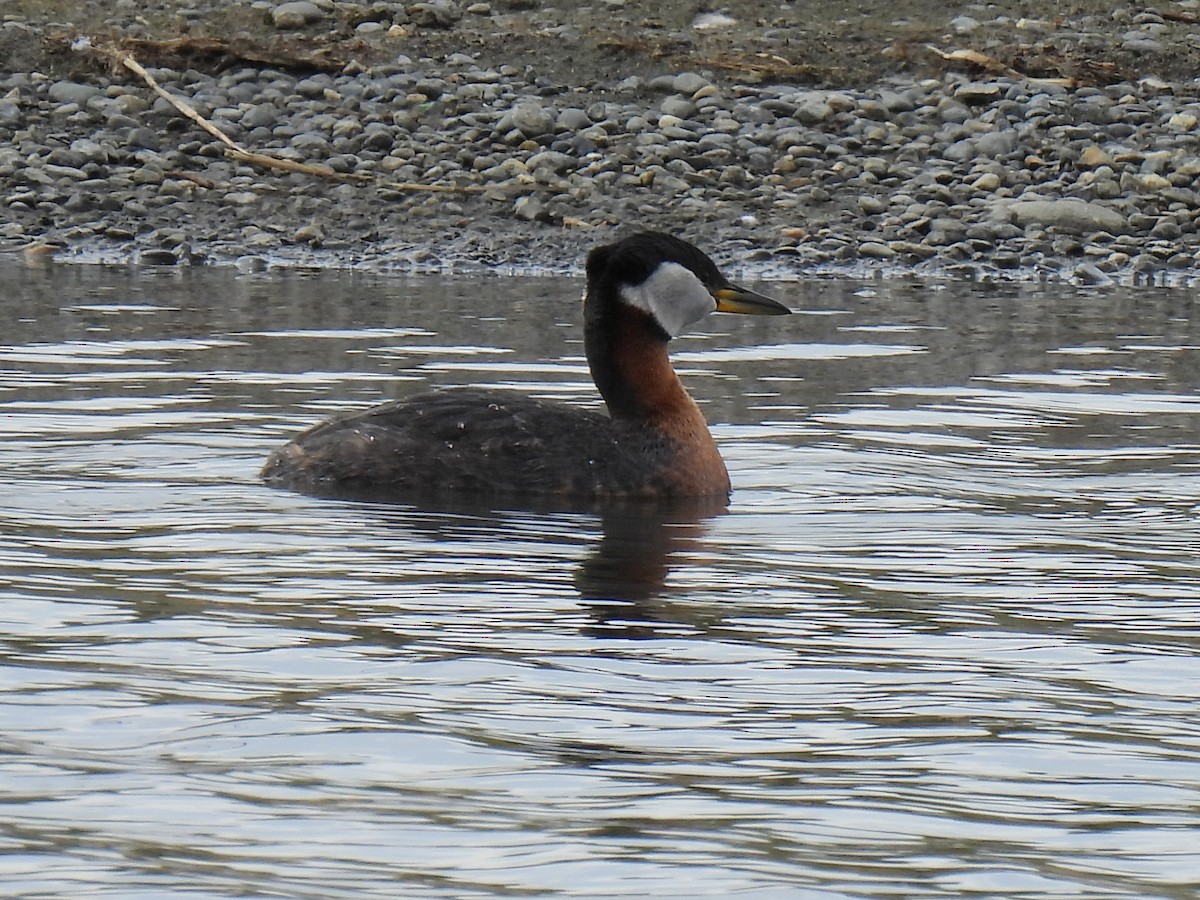 Red-necked Grebe - ML642252930