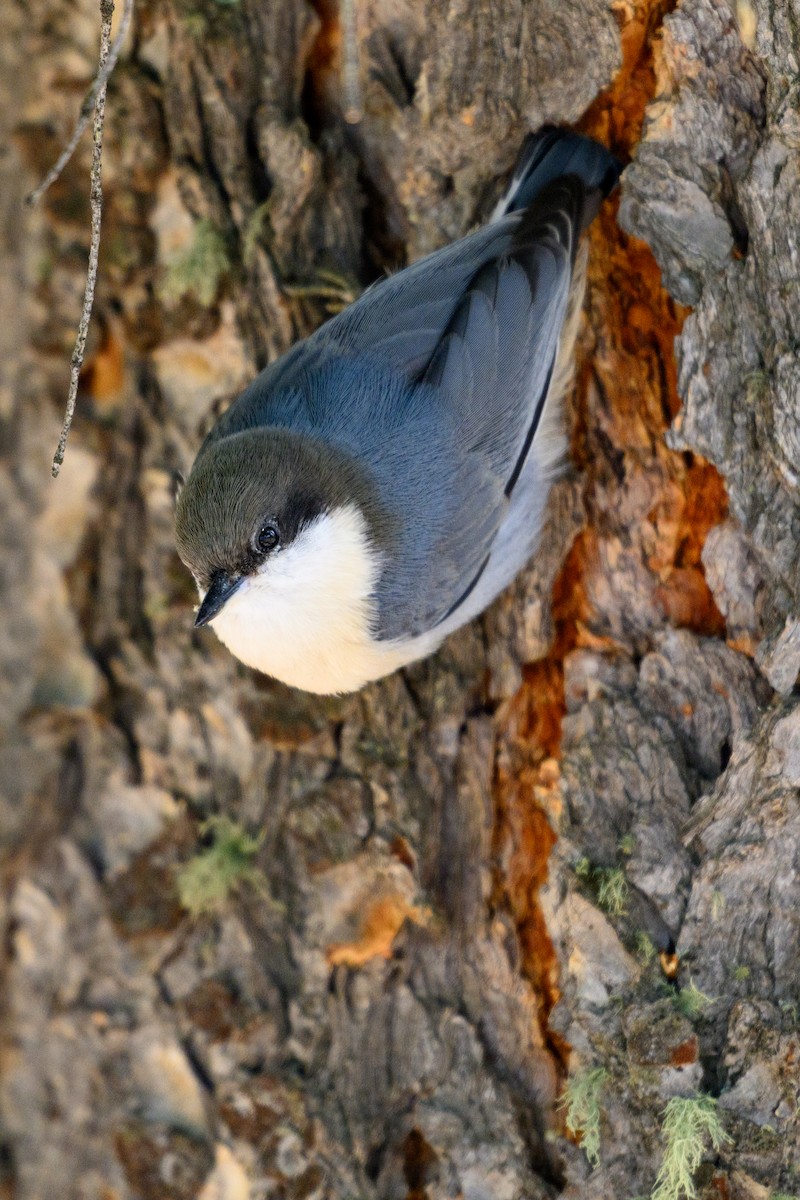 Pygmy Nuthatch - ML642252976
