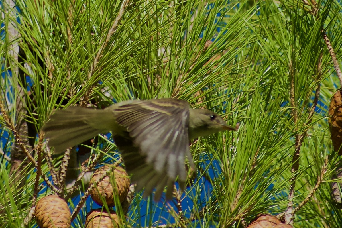 Willow Flycatcher - ML642252983