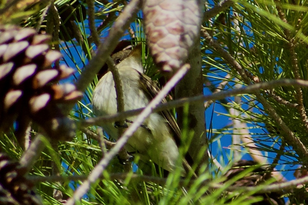Willow Flycatcher - ML642252984