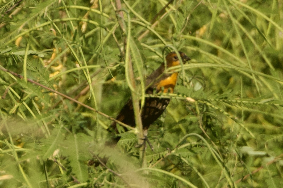 gulhodetrupial - ML642252994