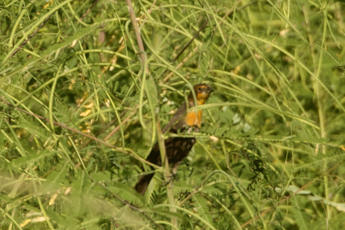 gulhodetrupial - ML642252995