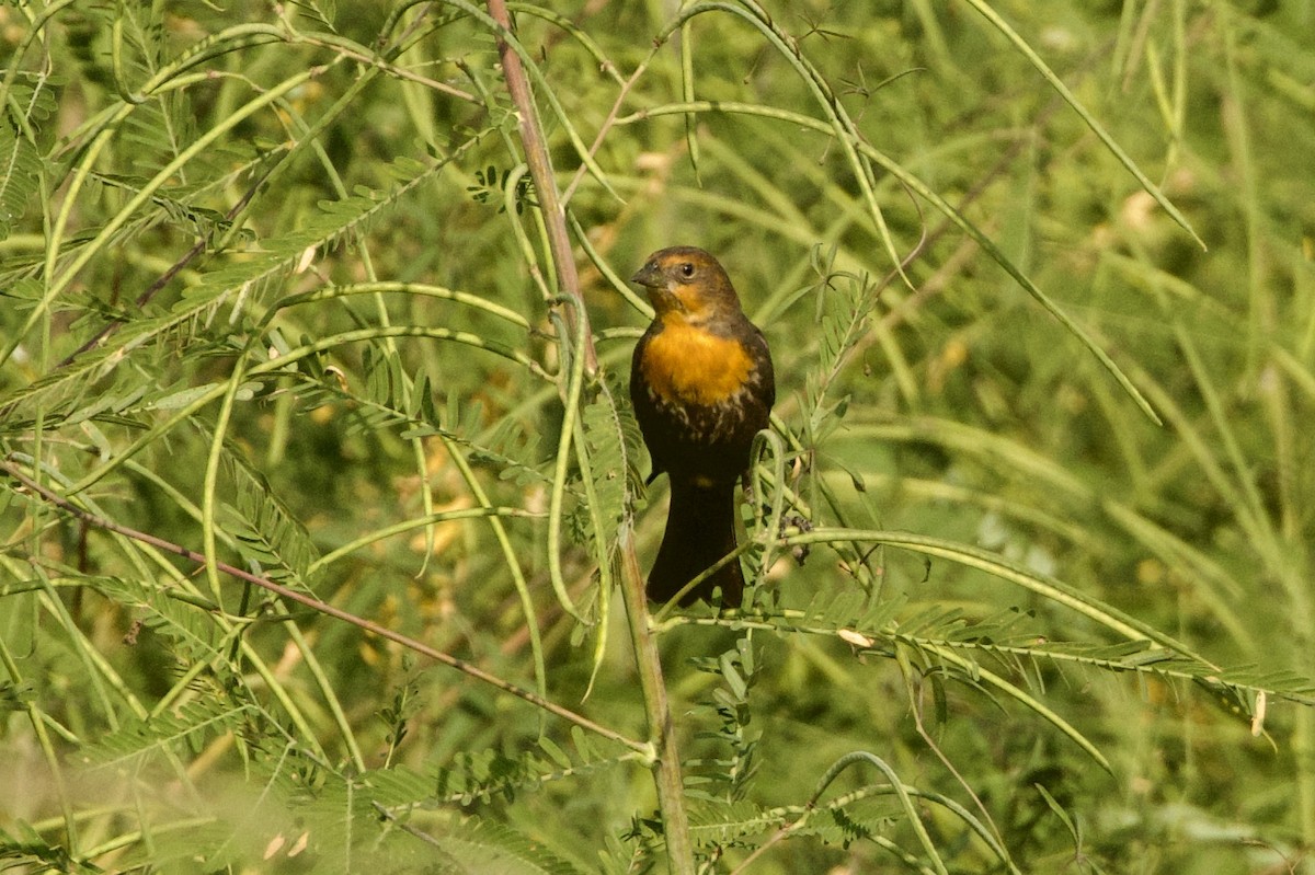 gulhodetrupial - ML642252996