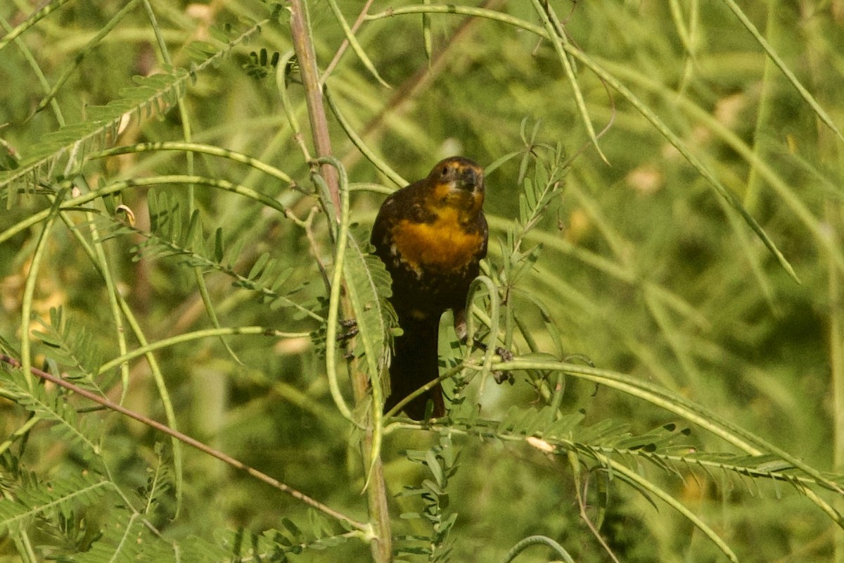 gulhodetrupial - ML642252997