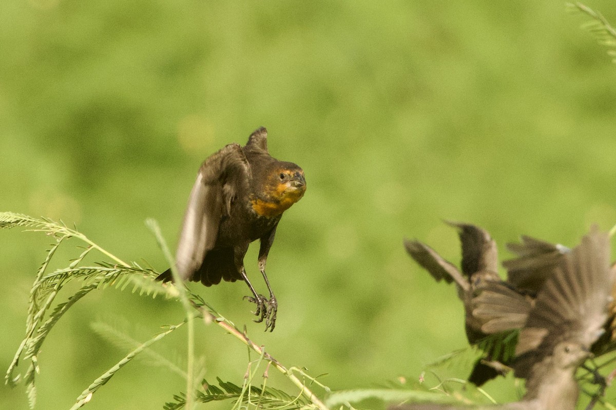 gulhodetrupial - ML642252998