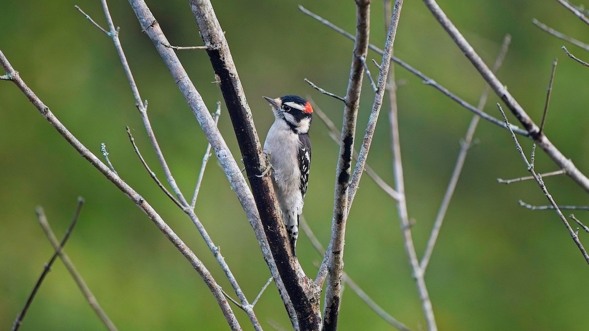 Downy Woodpecker - ML642253040