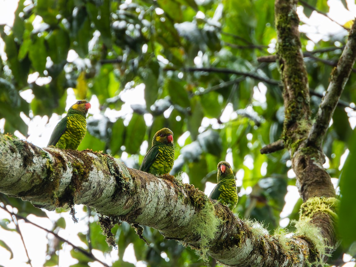 Yellow-cheeked Lorikeet - ML642253043