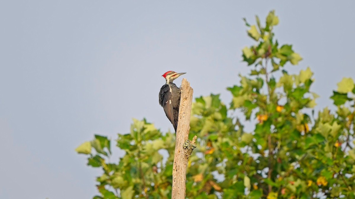 Pileated Woodpecker - ML642253061