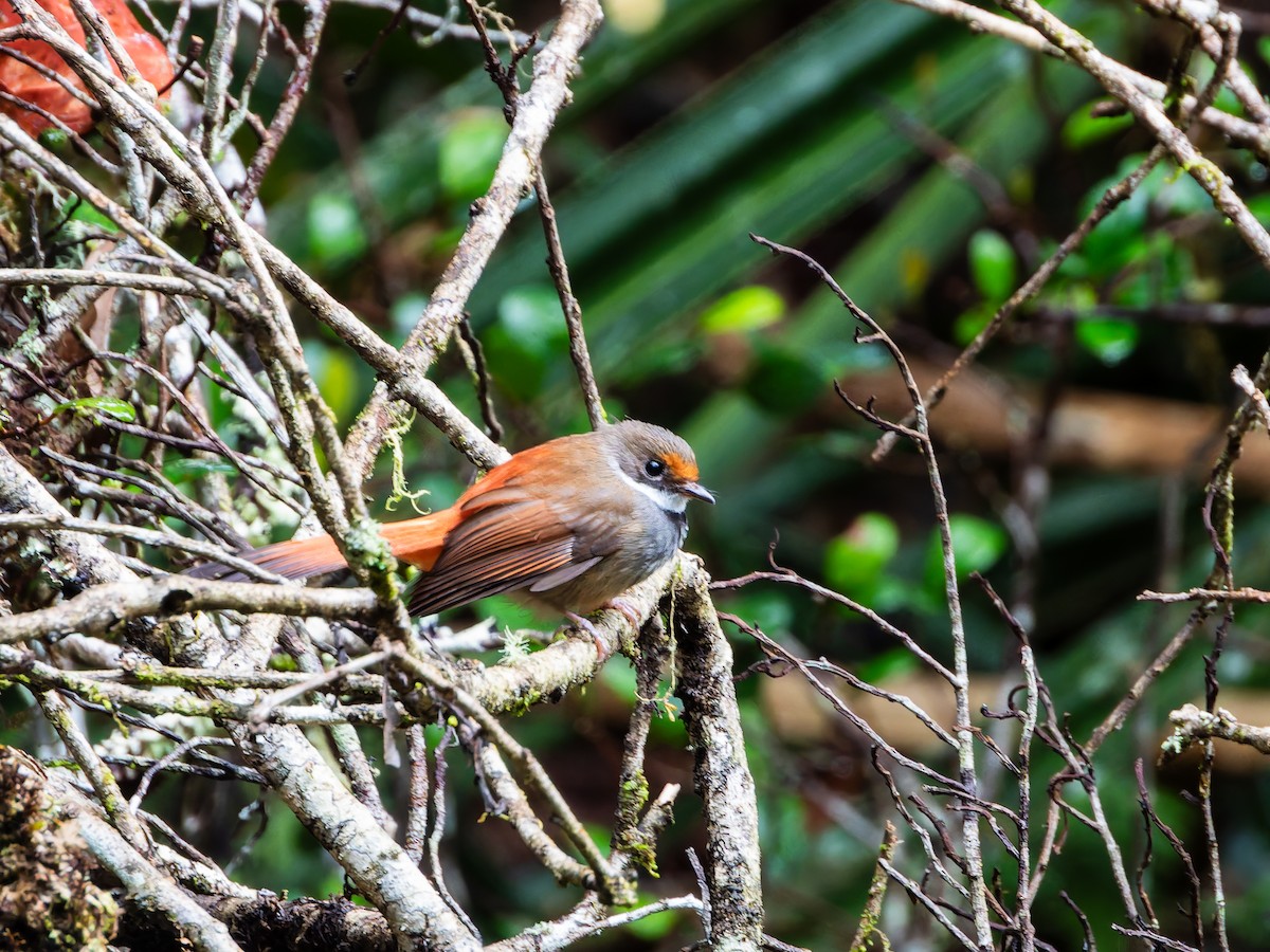 Sulawesi Fantail - ML642253064