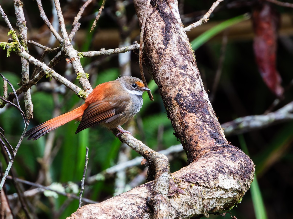 Sulawesi Fantail - ML642253065