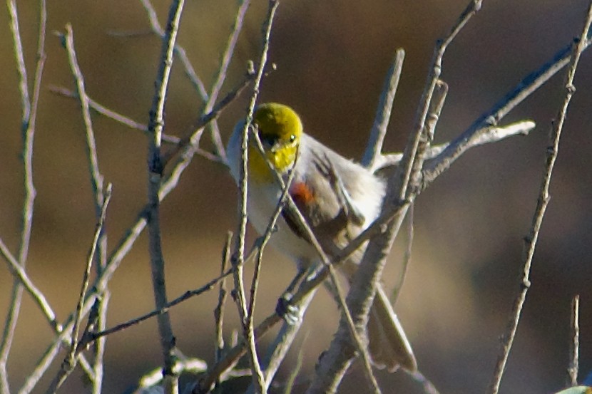 Verdin - ML642253081