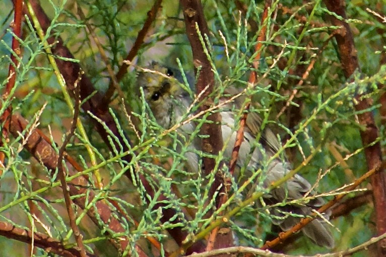 Verdin - ML642253082