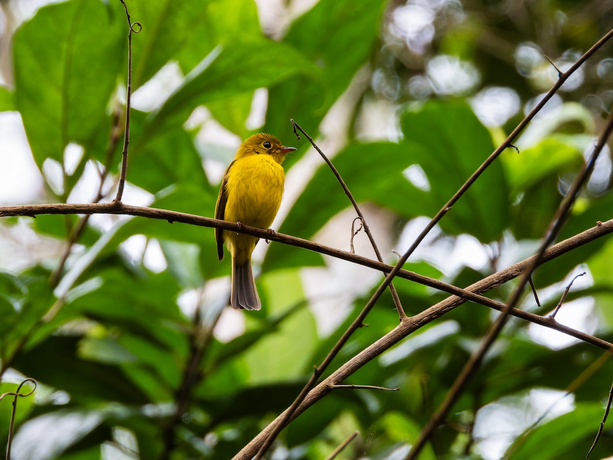 Citrine Canary-Flycatcher - ML642253083