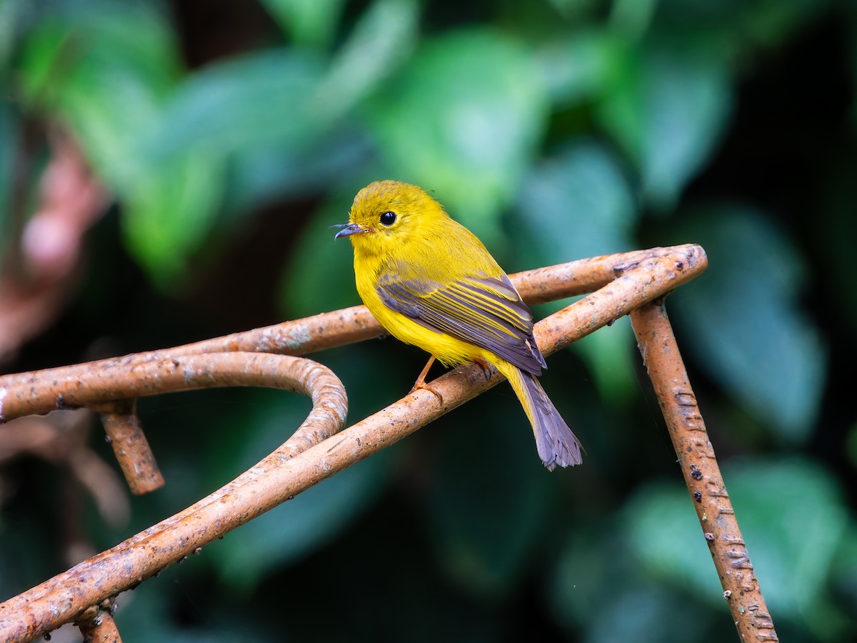 Citrine Canary-Flycatcher - ML642253084