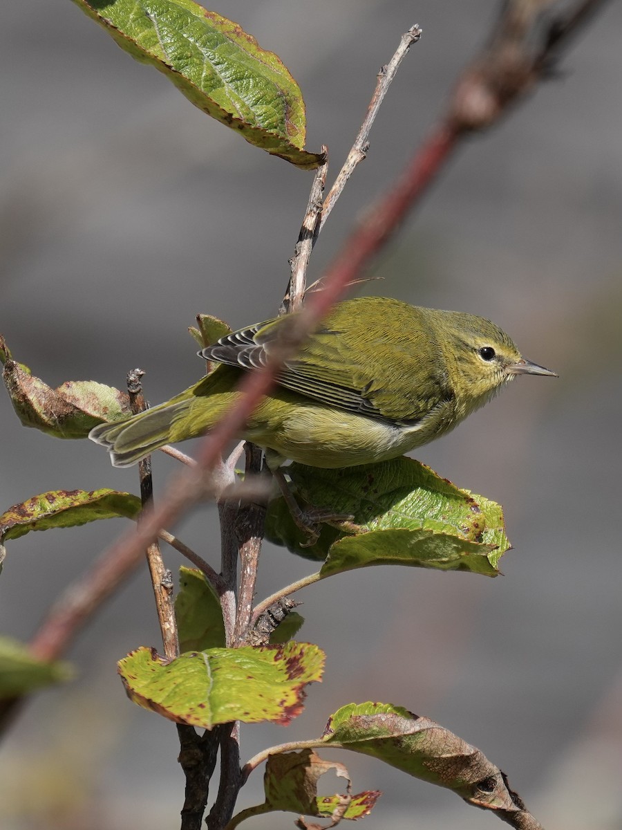Tennessee Warbler - ML642253088