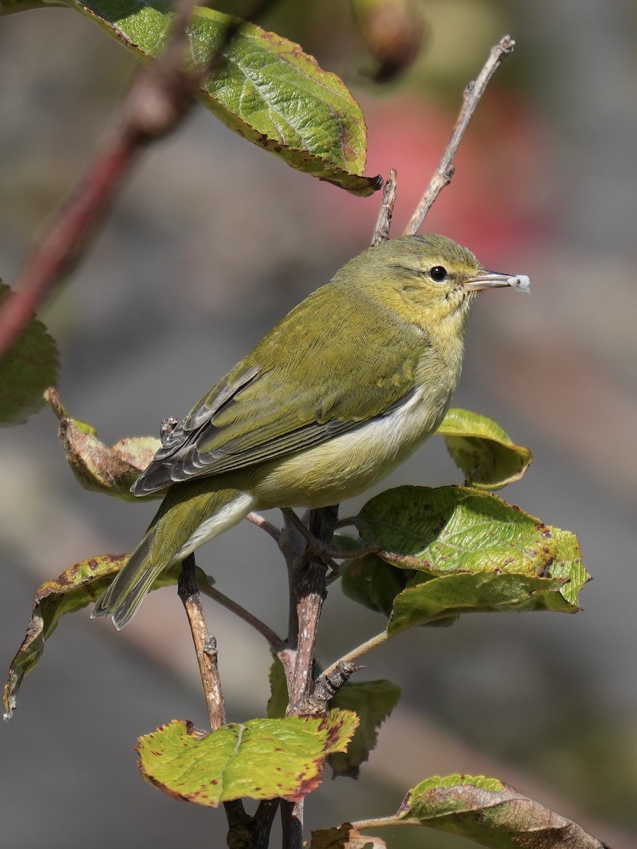 Tennessee Warbler - ML642253089