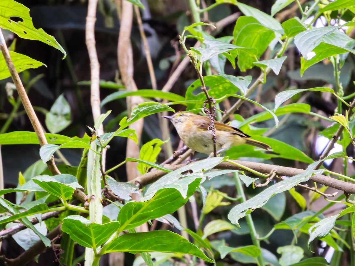 Sulawesi Leaf Warbler - ML642253097