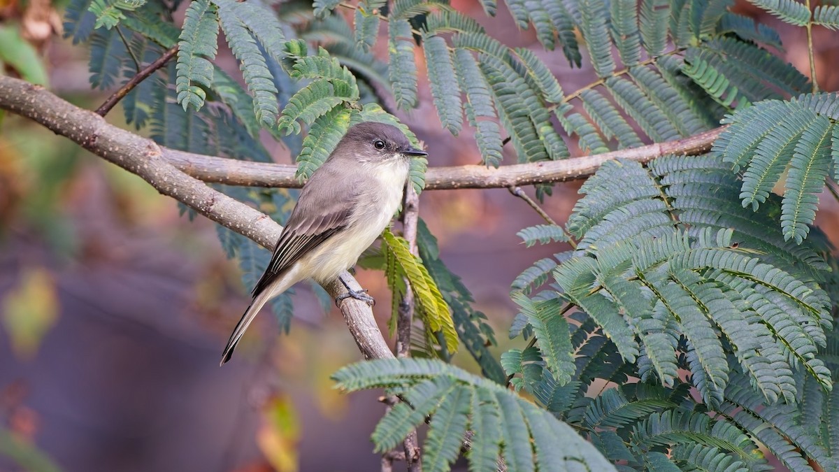 Eastern Phoebe - ML642253098