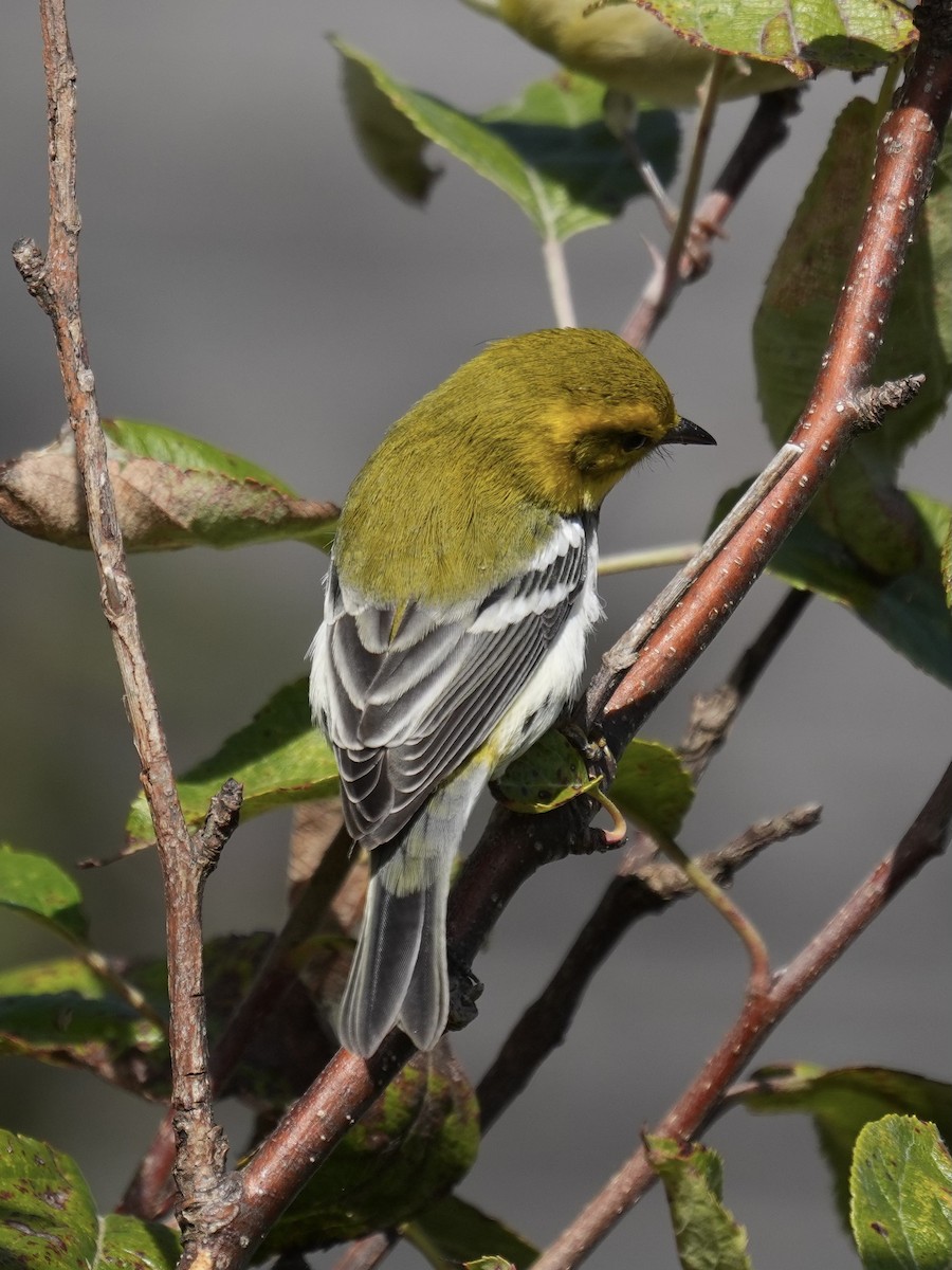 Black-throated Green Warbler - ML642253108