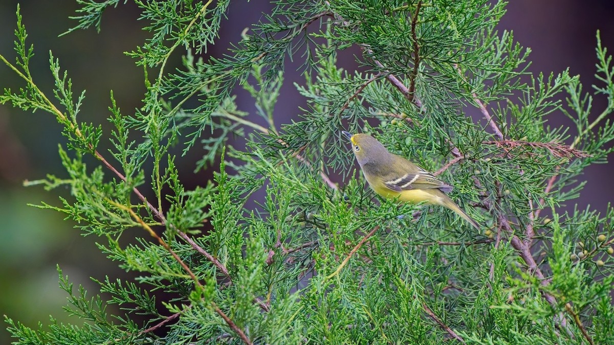 White-eyed Vireo - ML642253122