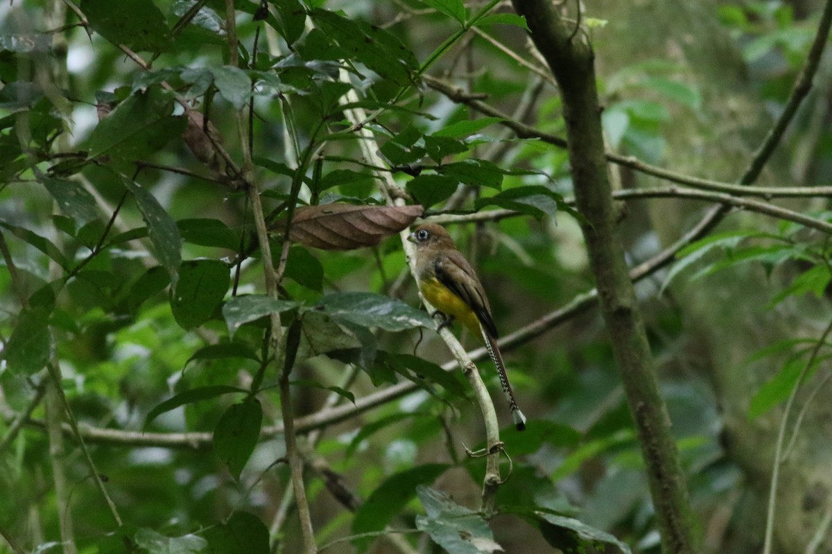 Trogon de Cabanis - ML642253123