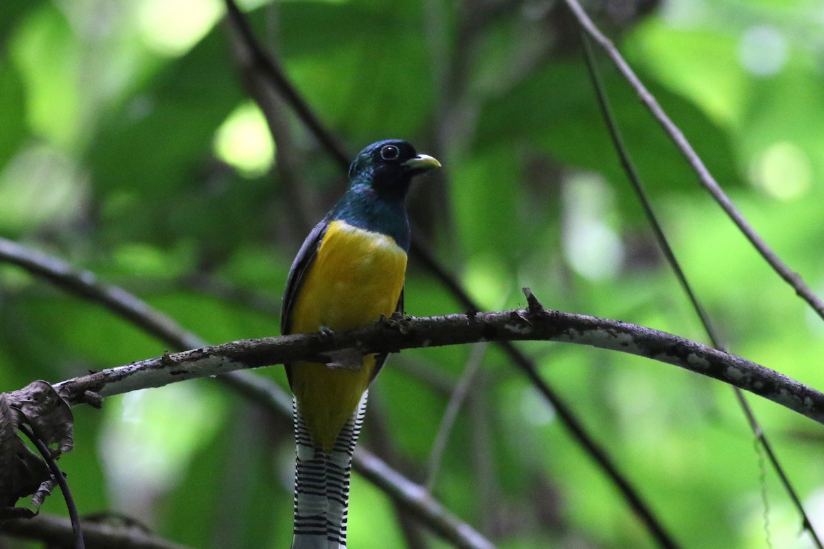 Trogon de Cabanis - ML642253125